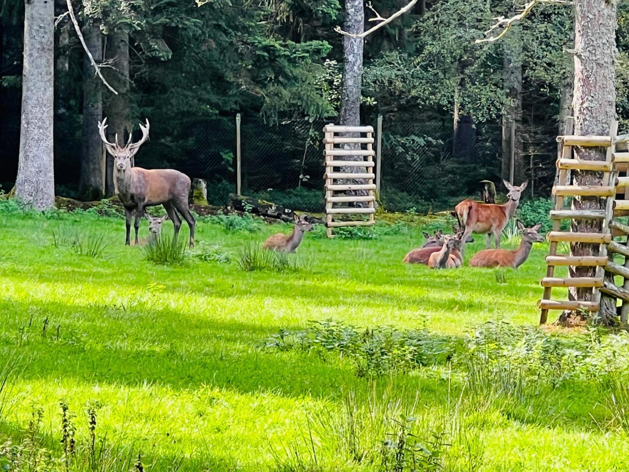 Ferienwohnung Schwarzwald Lodge Schömberg Eksteriør bilde